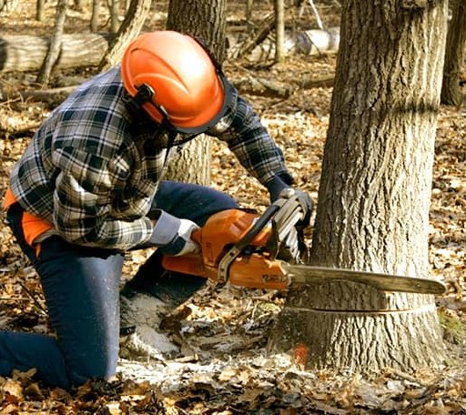 Tree Removal in Rockham, SD